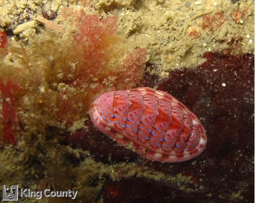 Photo of Tonicella undocaerulea